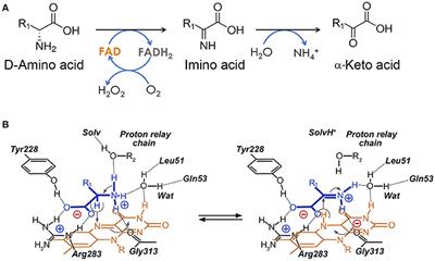 Competitive Inhibitors Unveil Structure/Function Relationships in Human D-Amino Acid Oxidase